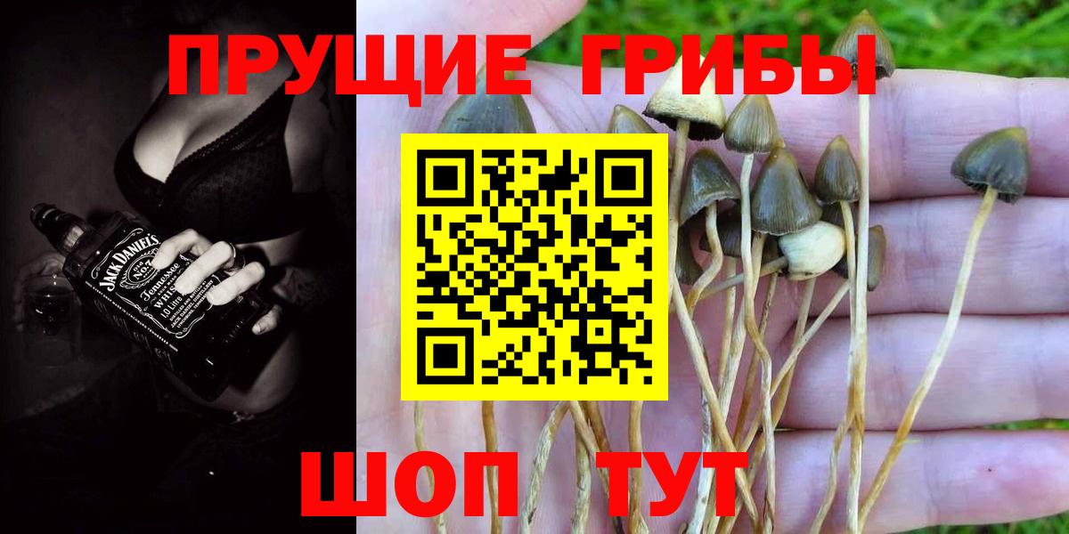 Псилоцибиновые грибы Psilocybine cubensis Кимры
